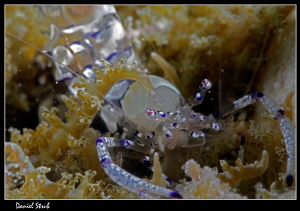 anemoneshrimp :-) by Daniel Strub 